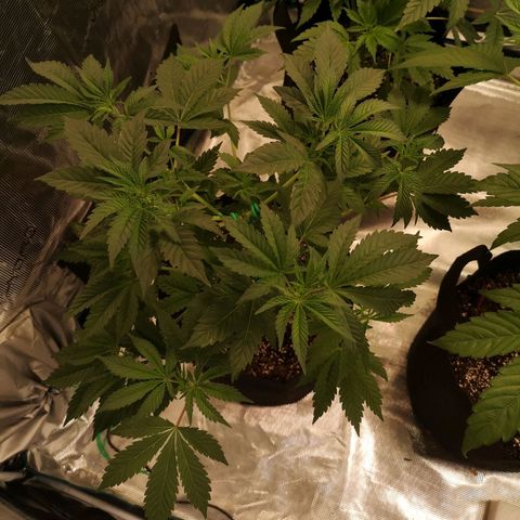 Purple punch cookies growlog timeline photo