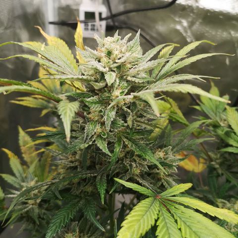 Sour d auto  growlog timeline photo
