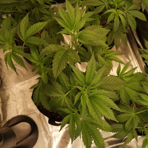 Planet of the grapes  growlog timeline photo