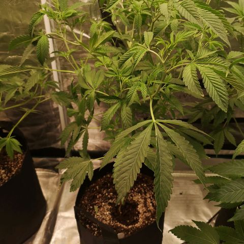 Orange cookie chem growlog timeline photo