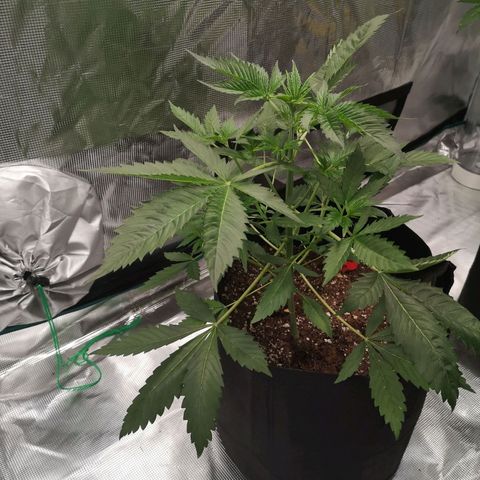 Tropicanna poison fast growlog timeline photo