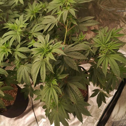 Banana daddy growlog timeline photo