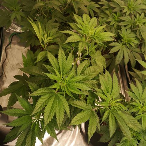 Planet of the grapes  growlog timeline photo