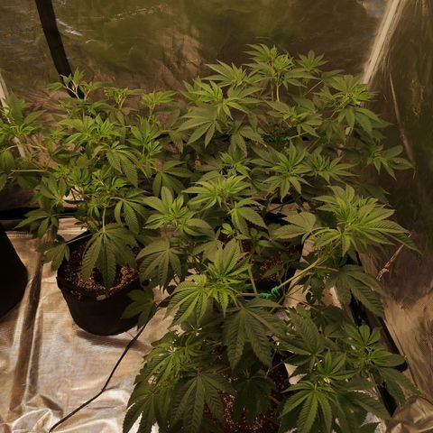 Banana daddy growlog timeline photo