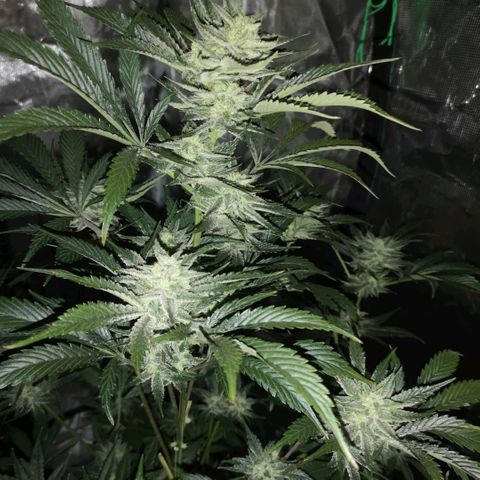 Sour d auto  growlog timeline photo