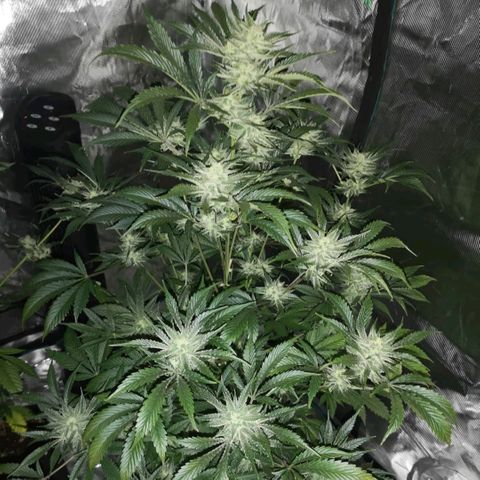 Sour d auto  growlog timeline photo