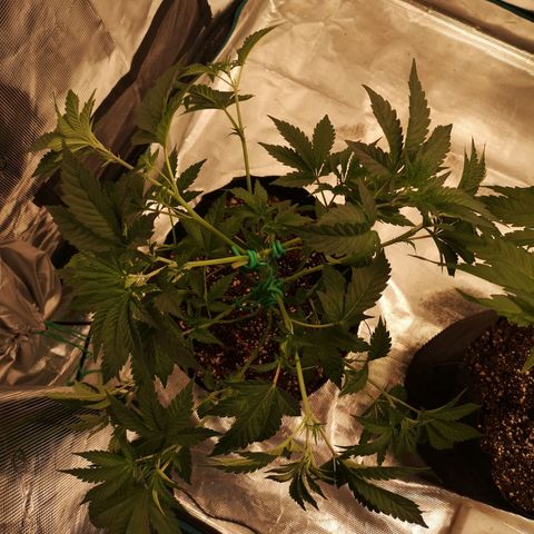 Purple punch cookies growlog timeline photo