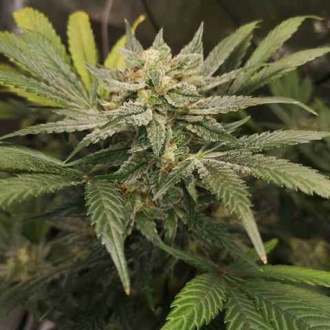 Sour d auto  growlog timeline photo