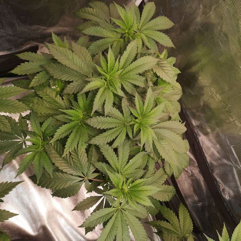 Mystic growlog timeline photo