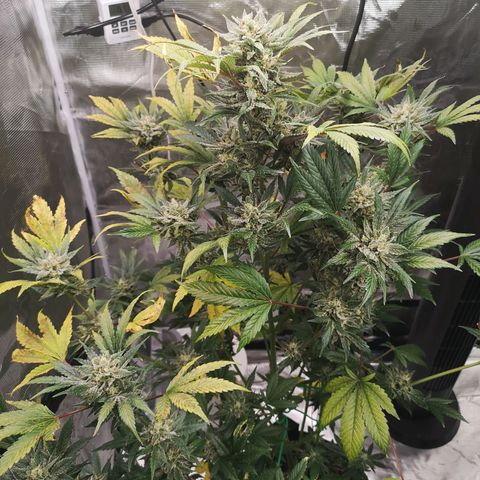 Sour d auto  growlog timeline photo