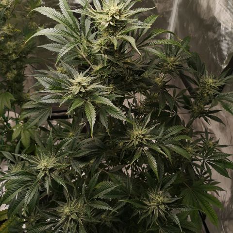 Sour d auto  growlog timeline photo