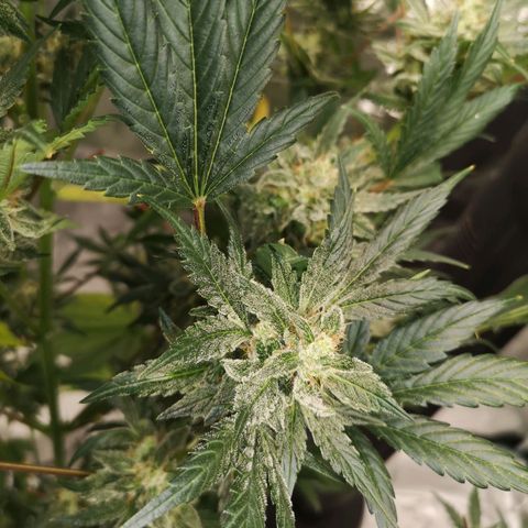 Sour d auto  growlog timeline photo