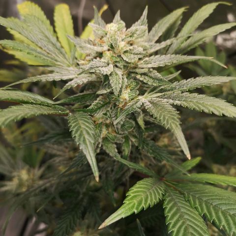 Sour d auto  growlog timeline photo