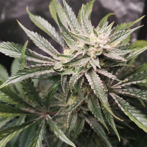 Sour d auto  growlog timeline photo