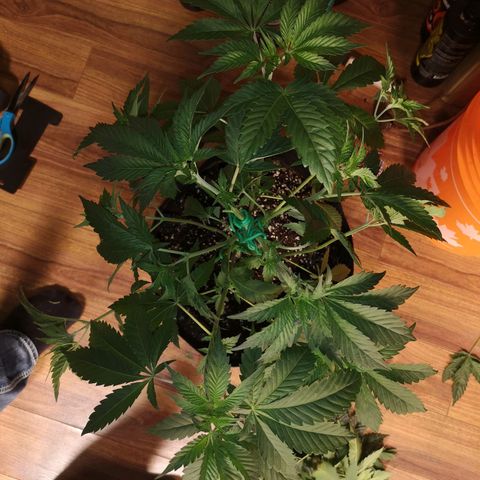 Mystic growlog timeline photo