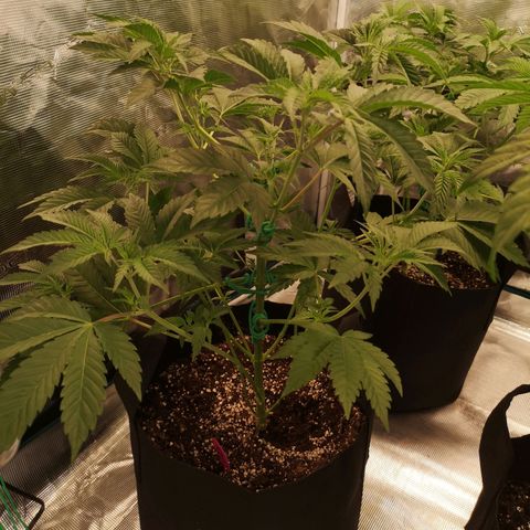 Purple punch cookies growlog timeline photo