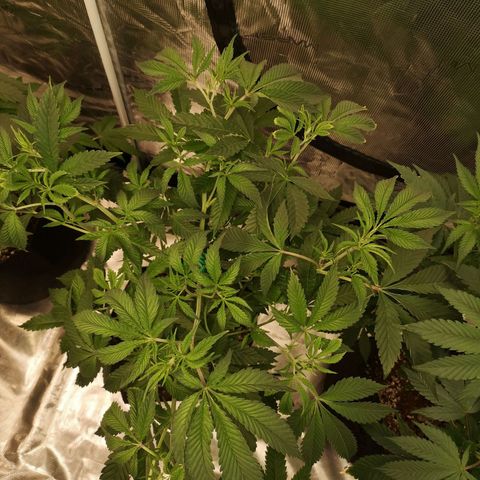 Orange cookie chem growlog timeline photo
