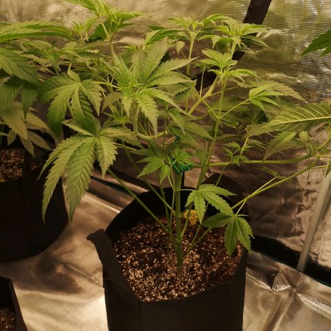 Mandarin cookies v3 growlog timeline photo
