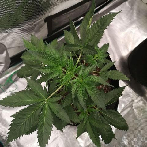 Tropicanna poison fast growlog timeline photo