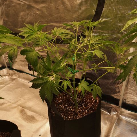 Mandarin cookies v3 growlog timeline photo