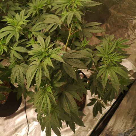 Banana daddy growlog timeline photo