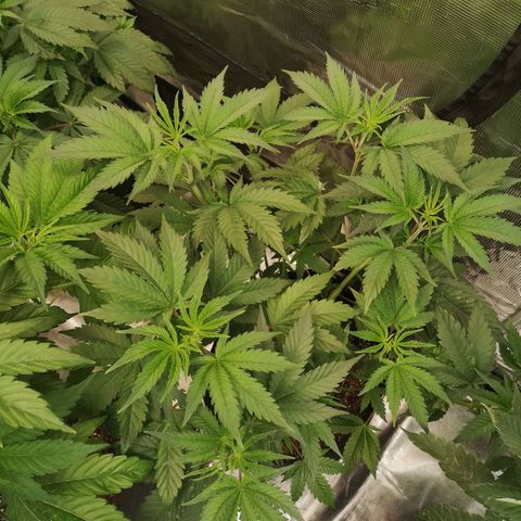Mandarin cookies v3 growlog timeline photo