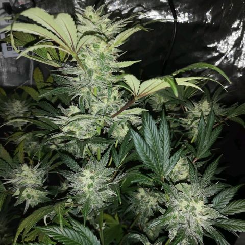 Sour d auto  growlog timeline photo