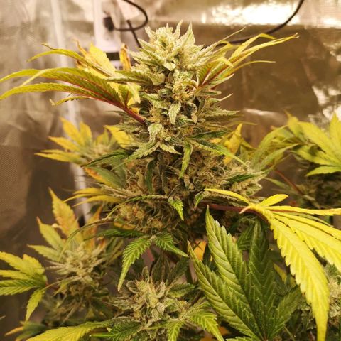 Sour d auto  growlog timeline photo