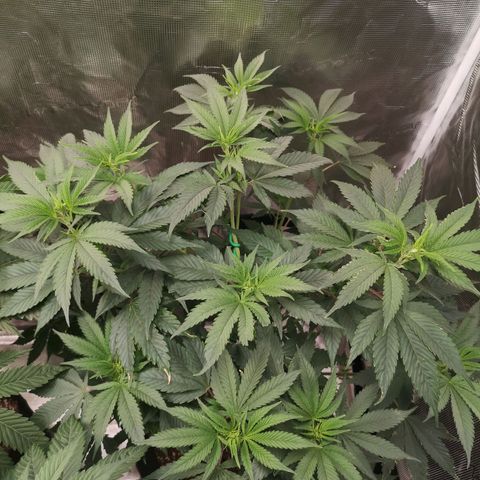 Blueberry cookies growlog timeline photo