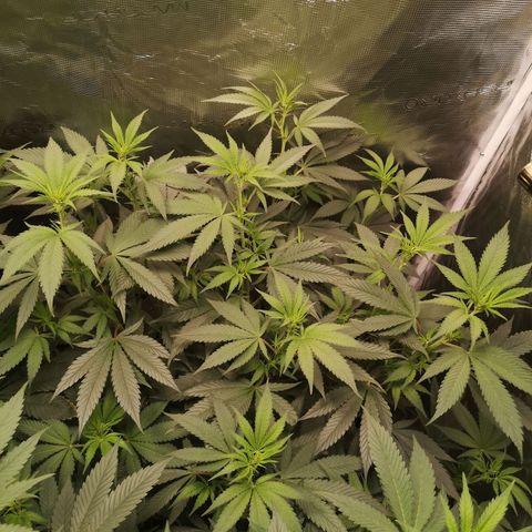 Blueberry cookies growlog timeline photo