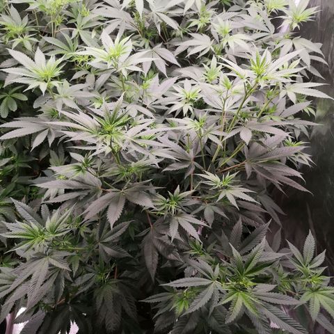 Banana daddy growlog timeline photo