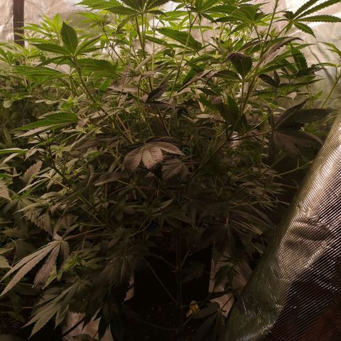 Banana daddy growlog timeline photo