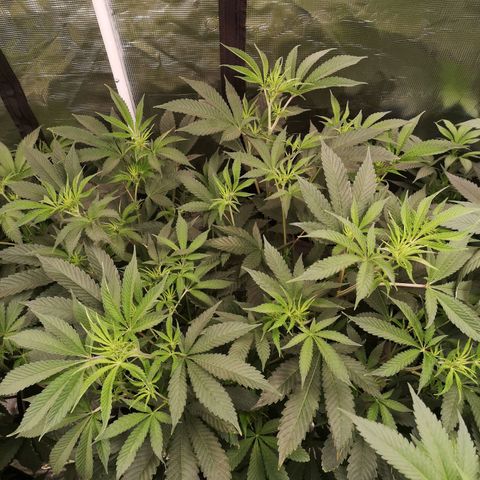 Orange cookie chem growlog timeline photo