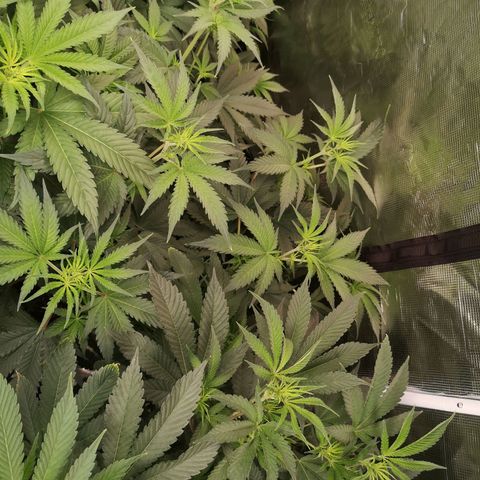 Mandarin cookies v3 growlog timeline photo