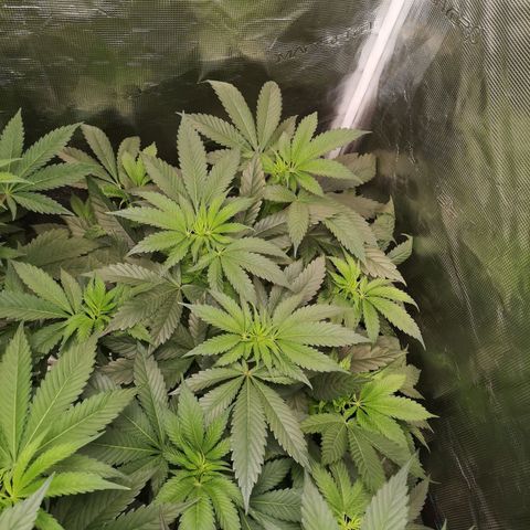 Mystic growlog timeline photo