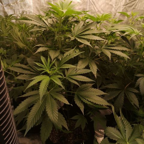 Planet of the grapes  growlog timeline photo