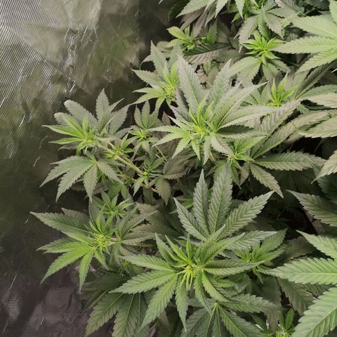 Purple punch cookies growlog timeline photo