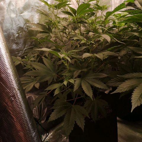 Purple punch cookies growlog timeline photo