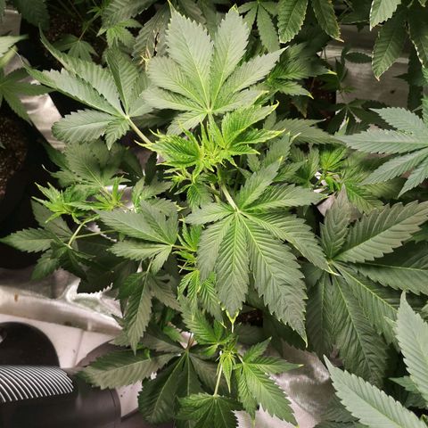 Tropicanna poison fast growlog timeline photo