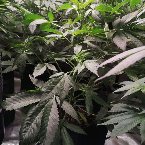 Tropicanna poison fast growlog timeline photo