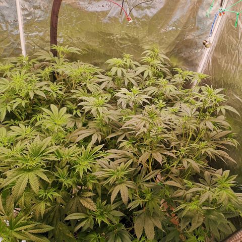 Banana daddy growlog timeline photo