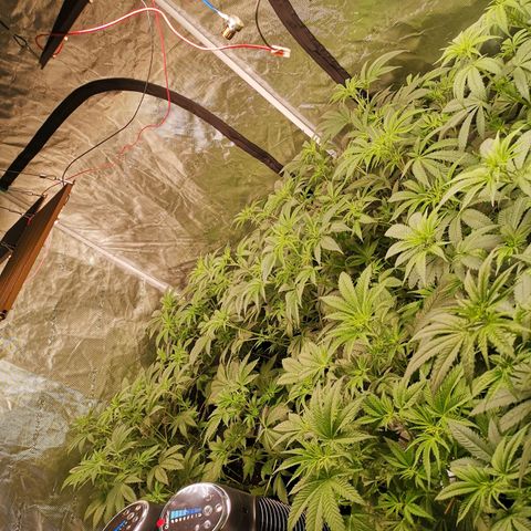 Mandarin cookies v3 growlog timeline photo