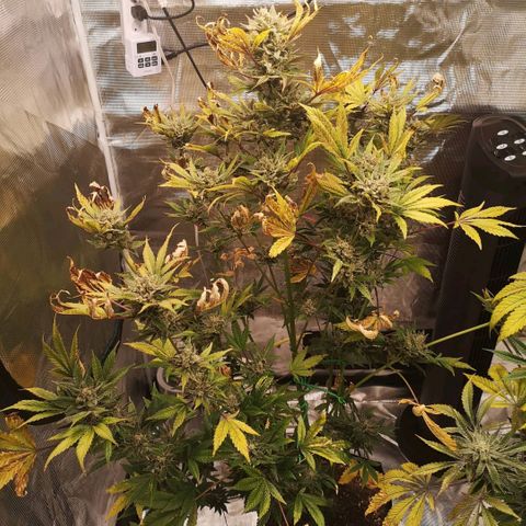 Sour d auto  growlog timeline photo