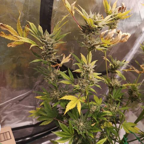 Sour d auto  growlog timeline photo