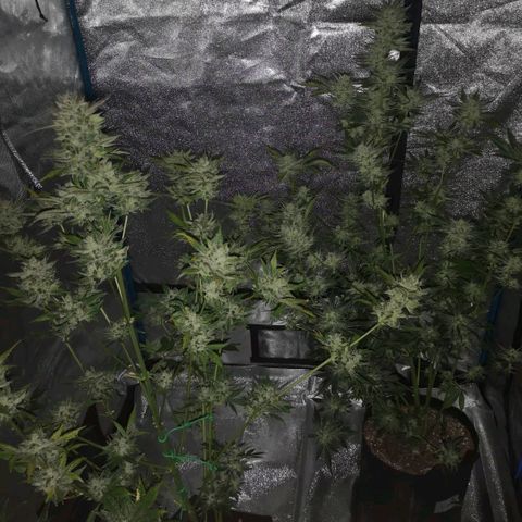 Sour d auto  growlog timeline photo