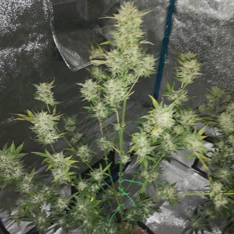 Sour d auto  growlog timeline photo