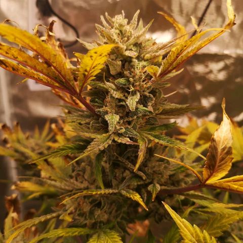 Sour d auto  growlog timeline photo