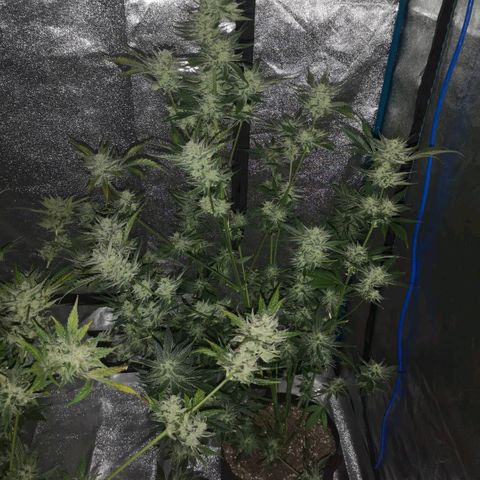 Sour d auto  growlog timeline photo