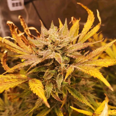 Sour d auto  growlog timeline photo