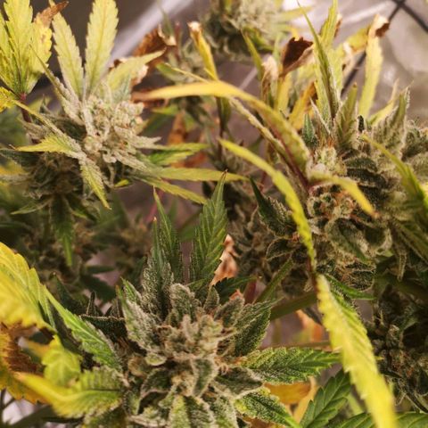 Sour d auto  growlog timeline photo
